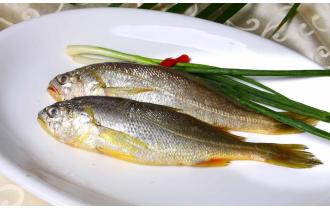 鑫東生態小黃魚